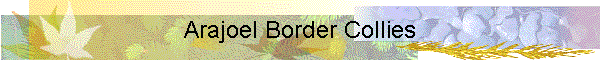 Arajoel Border Collies